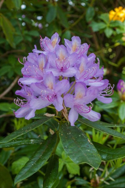 Alpenrose Rhododendron 'Moerheim' strauch 20-25 C3 Rhododendron 'Moerheim' Strauch 20-25 cm