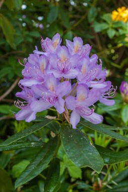 Alpenrose Rhododendron 'Moerheim' strauch 20-25 C2 Rhododendron 'Moerheim' Strauch 20-25 cm
