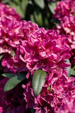 Rhododendron 'Nova Zembla' Rhododendron 'Nova Zembla' strauch Rhododendron 'Nova Zembla' Strauch