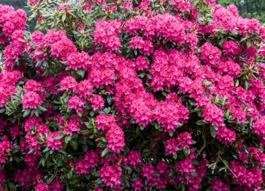 Rhododendron 'Nova Zembla' Rhododendron 'Nova Zembla' strauch Rhododendron 'Nova Zembla' Strauch