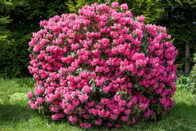 Rhododendron 'Nova Zembla' Rhododendron 'Nova Zembla' strauch 40-50 C5 Rhododendron 'Nova Zembla' Strauch 40-50 cm