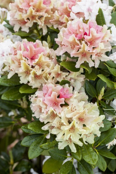 Alpenrose Rhododendron 'Percy Wiseman' strauch 30-40 C5 Rhododendron 'Percy Wiseman' Strauch 30-40 cm