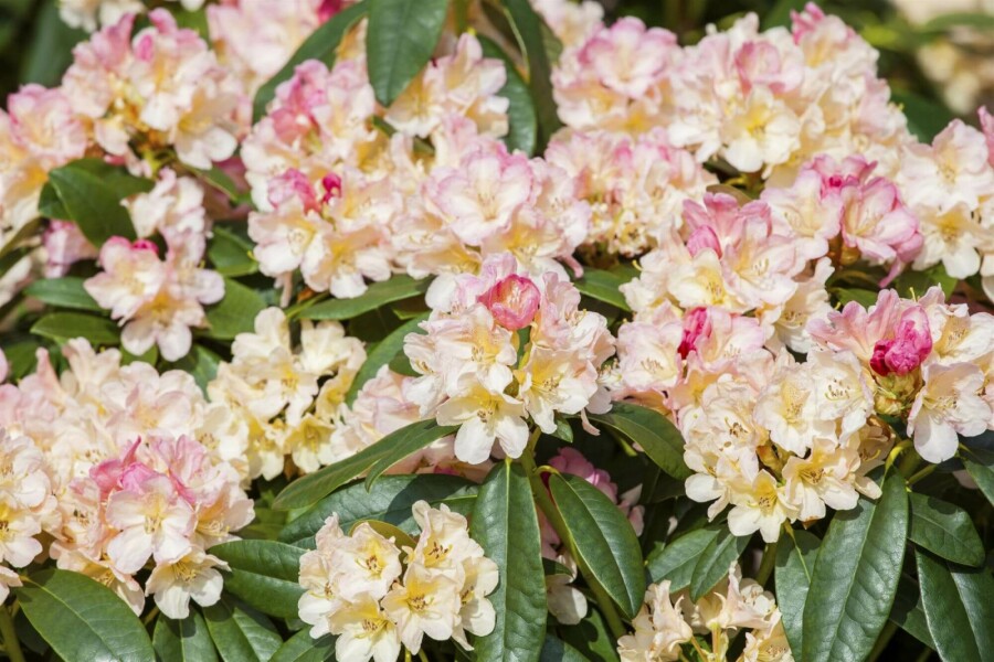Alpenrose Rhododendron 'Percy Wiseman' strauch 30-40 C5 Rhododendron 'Percy Wiseman' Strauch 30-40 cm
