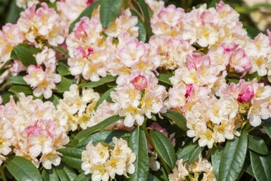 Alpenrose Rhododendron 'Percy Wiseman' strauch 40-45 C5 Rhododendron 'Percy Wiseman' Strauch 40-45 cm