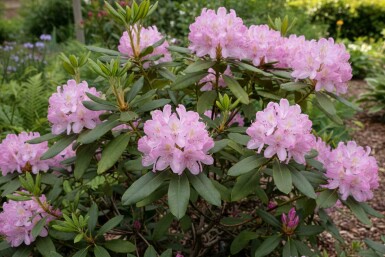 Rhododendron Rhododendron ponticum 'Roseum' strauch 40-50 C5 Rhododendron ponticum 'Roseum' Strauch 40-50 cm