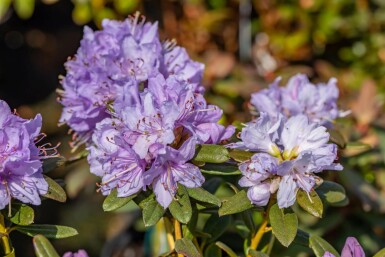 Zwergrhododendron 'Ramapo' Rhododendron 'Ramapo' strauch Rhododendron 'Ramapo' Strauch