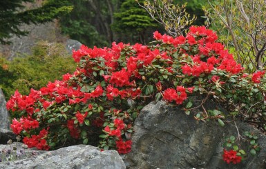 Zwergrhododendron 'Scarlet Wonder' Rhododendron 'Scarlet Wonder' strauch Rhododendron 'Scarlet Wonder' Strauch