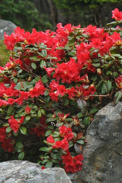 Zwergrhododendron 'Scarlet Wonder' Rhododendron 'Scarlet Wonder' strauch 15-20 C3 Rhododendron 'Scarlet Wonder' Strauch 15-20 cm
