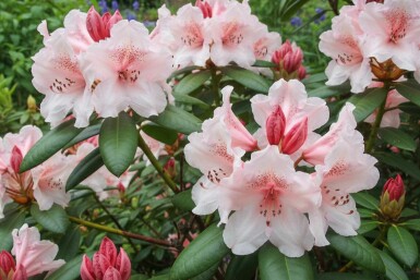 Alpenrose Rhododendron 'Virginia Richards' strauch 40-50 C5 Rhododendron 'Virginia Richards' Strauch 40-50 cm