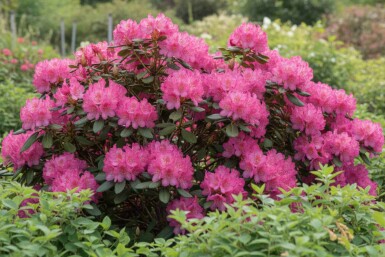 Rhododendron 'Wine and Roses' Strauch 30-50 cm