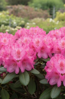 Alpenrose Rhododendron 'Wine and Roses' strauch 30-50 C5 Rhododendron 'Wine and Roses' Strauch 30-50 cm