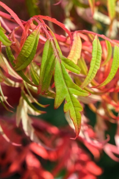 Essigbaum Rhus glabra 'Laciniata' strauch 60-70 C10 Rhus glabra 'Laciniata' Strauch 60-70 cm