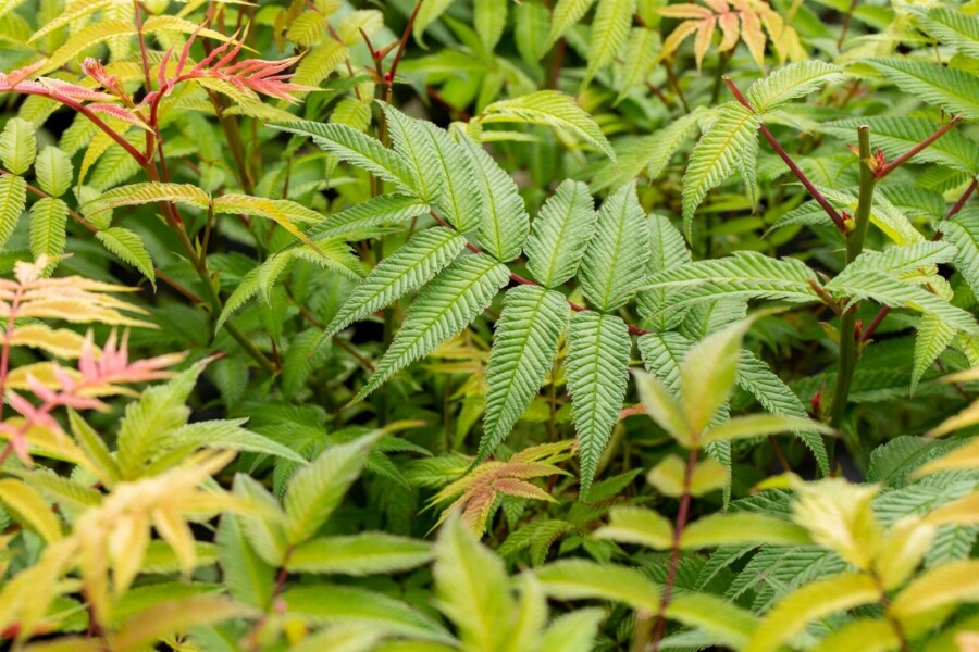 Essigbaum Rhus typhina strauch 100-125 C12 Rhus typhina Strauch 100-125 cm