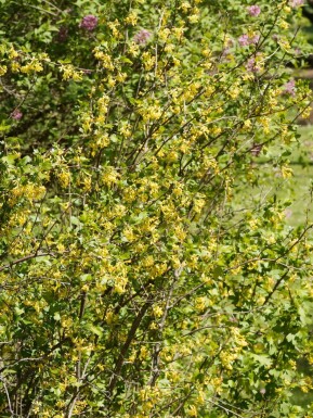 Goldjohannisbeere Ribes odoratum strauch 80-100 C12 Ribes odoratum Strauch 80-100 cm