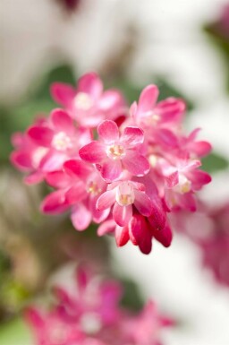 Blutjohannisbeere Ribes sanguineum strauch 60-80 C2 Ribes sanguineum Strauch 60-80 cm