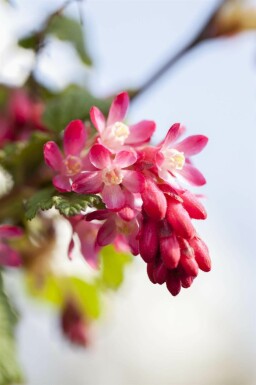 Blutjohannisbeere Ribes sanguineum strauch 60-80 C2 Ribes sanguineum Strauch 60-80 cm