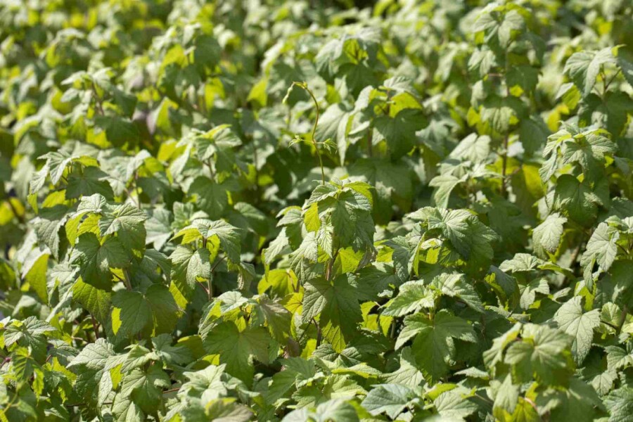 Blutjohannisbeere Ribes sanguineum strauch 60-80 C2 Ribes sanguineum Strauch 60-80 cm