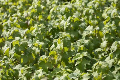 Blutjohannisbeere Ribes sanguineum strauch 60-80 C2 Ribes sanguineum Strauch 60-80 cm