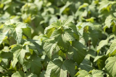 Blutjohannisbeere Ribes sanguineum strauch 60-80 C2 Ribes sanguineum Strauch 60-80 cm