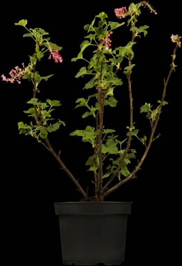 Blutjohannisbeere Ribes sanguineum strauch 60-80 C2 Ribes sanguineum Strauch 60-80 cm