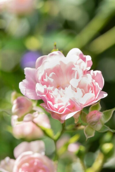 Bodendeckerrose Rosa 'The Fairy' strauch 15-20 C1,5 Rosa 'The Fairy' Strauch 15-20 cm