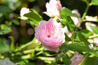 Bodendeckerrose Rosa 'The Fairy' strauch 15-20 C1,5 Rosa 'The Fairy' Strauch 15-20 cm