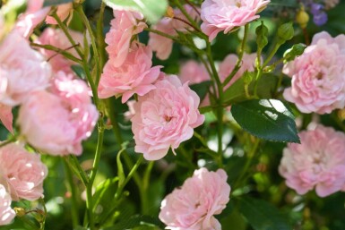 Bodendeckerrose Rosa 'The Fairy' strauch 15-20 C1,5 Rosa 'The Fairy' Strauch 15-20 cm