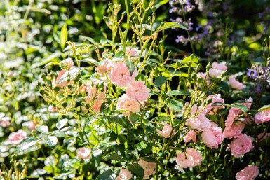 Bodendeckerrose Rosa 'The Fairy' strauch 15-20 C1,5 Rosa 'The Fairy' Strauch 15-20 cm