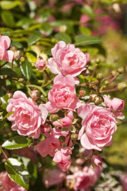 Bodendeckerrose Rosa 'The Fairy' strauch 15-20 C1,5 Rosa 'The Fairy' Strauch 15-20 cm