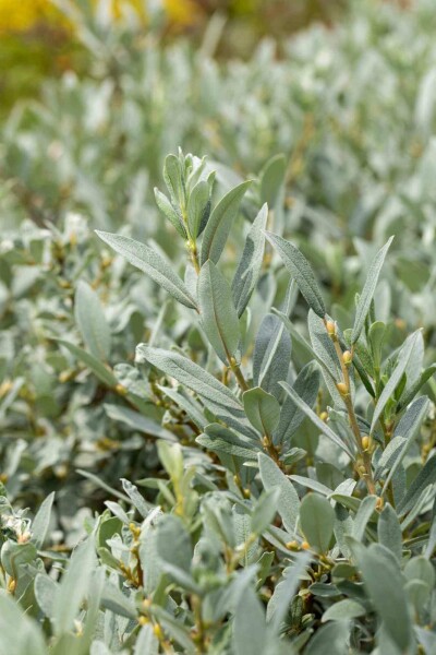 Schweizer weide Salix helvetica strauch 20-30 C3 Salix helvetica Strauch 20-30 cm