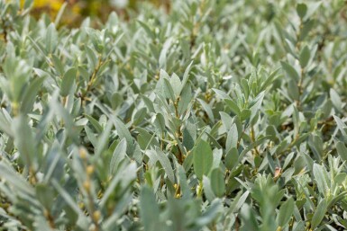 Schweizer weide Salix helvetica strauch 20-30 C3 Salix helvetica Strauch 20-30 cm