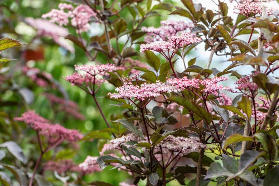 Schwarzer holunder Sambucus nigra 'Black Beauty' strauch 80-100 C7,5 Sambucus nigra 'Black Beauty' Strauch 80-100 cm