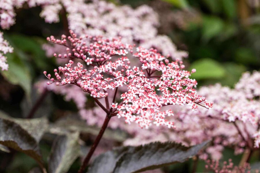 Schwarzer holunder Sambucus nigra 'Black Beauty' strauch 80-100 C7,5 Sambucus nigra 'Black Beauty' Strauch 80-100 cm