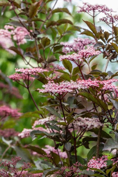 Schwarzer holunder Sambucus nigra 'Black Beauty' strauch 40-50 C7,5 Sambucus nigra 'Black Beauty' Strauch 40-50 cm
