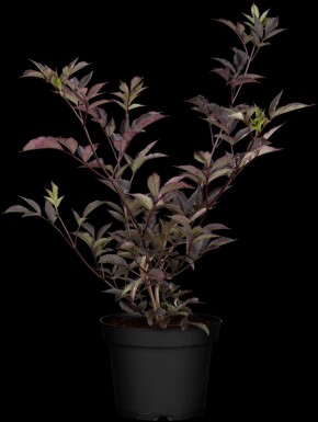 Schwarzer holunder Sambucus nigra 'Black Beauty' strauch 40-50 C7,5 Sambucus nigra 'Black Beauty' Strauch 40-50 cm