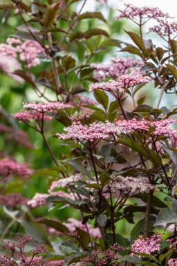 Schwarzer holunder Sambucus nigra 'Black Beauty' strauch 30-40 C2,5 Sambucus nigra 'Black Beauty' Strauch 30-40 cm