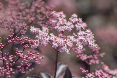 Schwarzer holunder Sambucus nigra 'Black Beauty' strauch 30-40 C2,5 Sambucus nigra 'Black Beauty' Strauch 30-40 cm