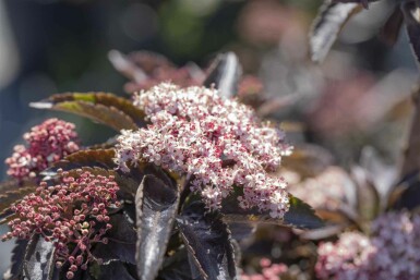 Schwarzer holunder Sambucus nigra 'Black Tower' strauch 30-40 C3 Sambucus nigra 'Black Tower' Strauch 30-40 cm