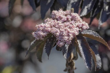 Schwarzer holunder Sambucus nigra 'Black Tower' strauch 30-40 C3 Sambucus nigra 'Black Tower' Strauch 30-40 cm
