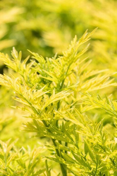 Schwarzer holunder Sambucus nigra 'Golden Tower' strauch 30-40 C3 Sambucus nigra 'Golden Tower' Strauch 30-40 cm