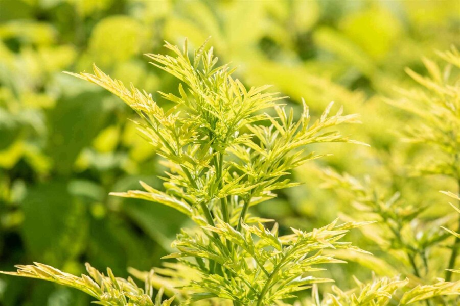 Schwarzer holunder Sambucus nigra 'Golden Tower' strauch 30-40 C3 Sambucus nigra 'Golden Tower' Strauch 30-40 cm