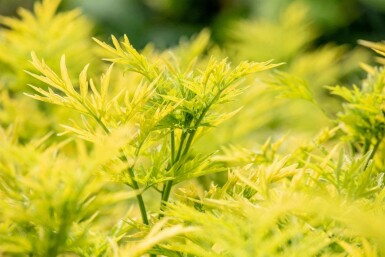 Schwarzer holunder Sambucus nigra 'Golden Tower' strauch 60-80 C12 Sambucus nigra 'Golden Tower' Strauch 60-80 cm