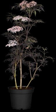 Schwarzer holunder Sambucus nigra 'Thundercloud' strauch 60-80 C7,5 Sambucus nigra 'Thundercloud' Strauch 60-80 cm