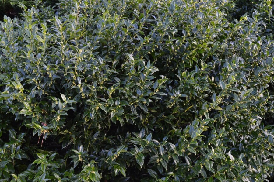 Fleischbeere Sarcococca confusa strauch 30-40 C3 Sarcococca confusa Strauch 30-40 cm