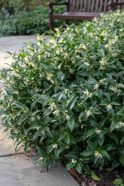 Sarcococca hookeriana 'Humilis' Strauch 20-25 cm
