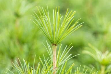 Japanische schirmtanne Sciadopitys verticillata strauch 20-30 C3 Sciadopitys verticillata Strauch 20-30 cm