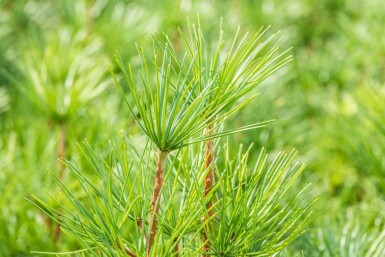 Japanische schirmtanne Sciadopitys verticillata strauch 20-30 C3 Sciadopitys verticillata Strauch 20-30 cm