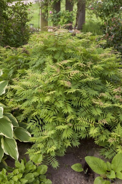 Sibirische Fiederspiere 'Sem' Sorbaria sorbifolia 'Sem' strauch 60-80 C10 Sorbaria sorbifolia 'Sem' Strauch 60-80 cm
