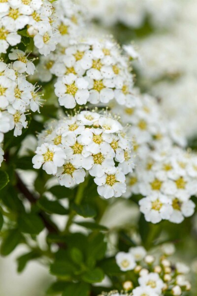 Brautspiere Spiraea arguta strauch 30-40 C1,7 Spiraea arguta Strauch 30-40 cm