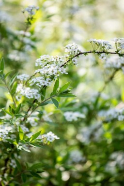 Brautspiere Spiraea arguta strauch 30-40 C1,7 Spiraea arguta Strauch 30-40 cm